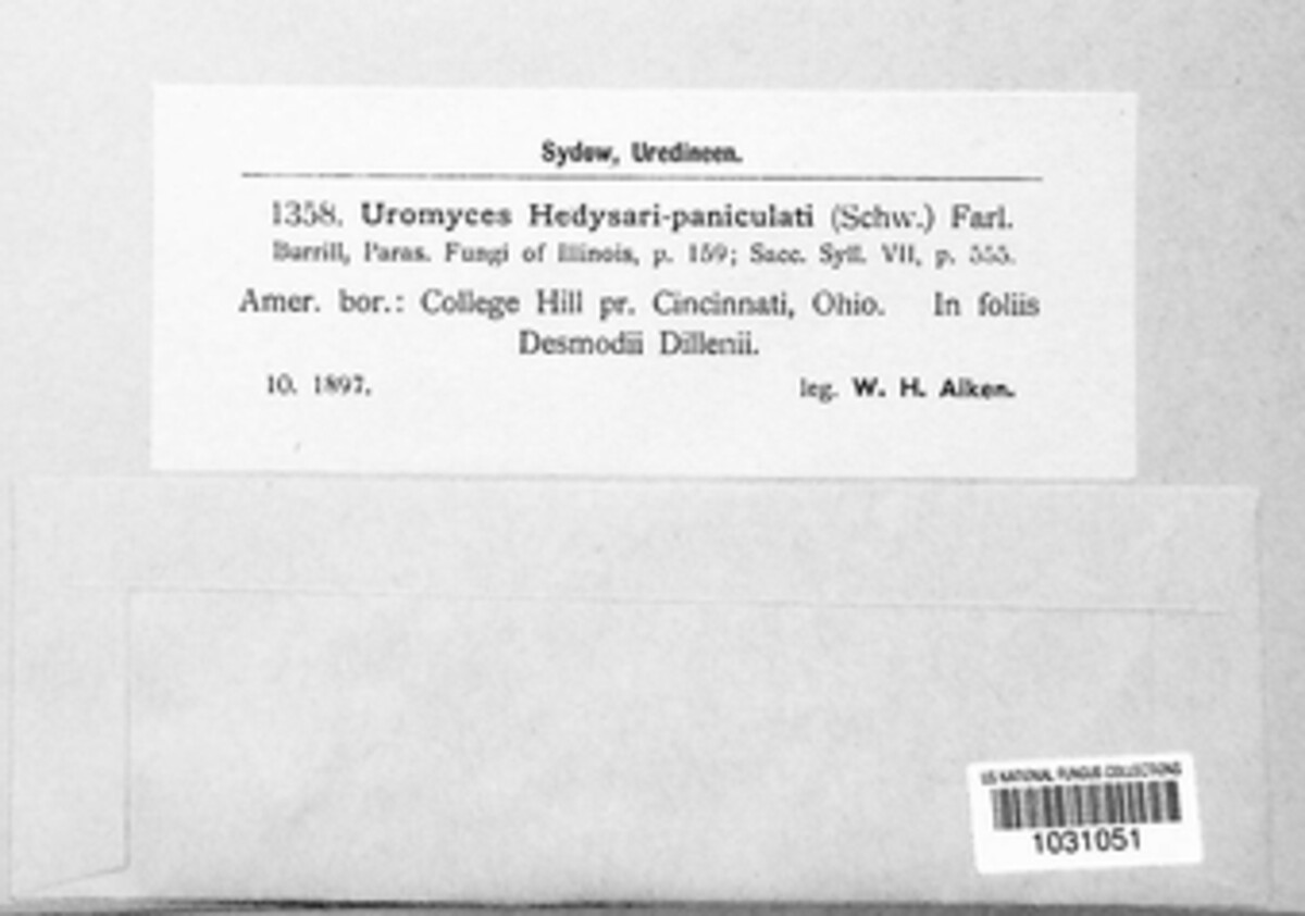 Uromyces hedysari-obscuri image